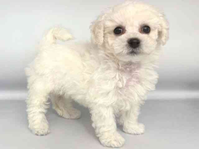 大阪府のビションフリーゼ (ひごペットフレンドリー岸和田店/2025年11月15日生まれ/男の子/ホワイト)の子犬の2枚目の画像