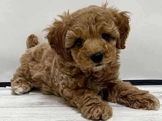 和歌山県のトイプードル(トイ) (ひごペットフレンドリーパームシティ和歌山店/2025年11月15日生まれ/男の子/アプリコット)の子犬の2枚目の画像