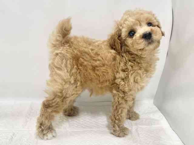 高知県のトイプードル(トイ) (ひごペットフレンドリーイオンモール高知店/2025年11月15日生まれ/男の子/アプリコット)の子犬の2枚目の画像