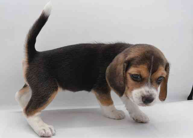 島根県のビーグル (ひごペットフレンドリーイオン松江ショッピングセンター店/2025年11月16日生まれ/女の子/ブラックタンホワイト)の子犬の2枚目の画像