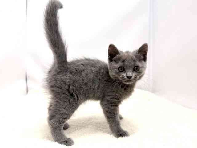 広島県のブリティッシュショートヘアー (ひごペットフレンドリーゆめタウン廿日市店/2025年11月13日生まれ/女の子/ブルー)の子猫の2枚目の画像