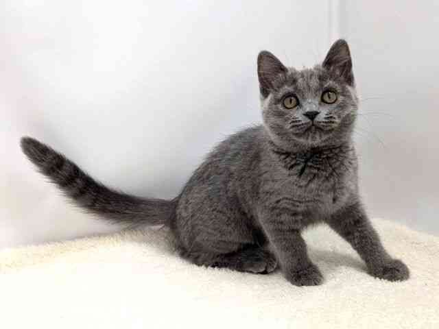 広島県のブリティッシュショートヘアー (ひごペットフレンドリーゆめタウン廿日市店/2025年11月13日生まれ/女の子/ブルー)の子猫の2枚目の画像