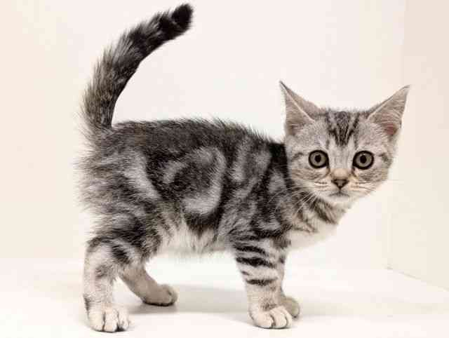 福岡県のアメリカンショートヘアー (ひごペットフレンドリーリバーウォーク北九州店/2025年11月18日生まれ/男の子/シルバータビー)の子猫の2枚目の画像