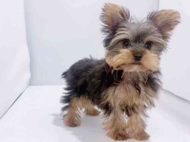 大阪府のヨークシャーテリア (ひごペットフレンドリーイズミヤショッピングセンター千里丘店/2025年11月12日生まれ/男の子/スチールブルータン)の子犬の2枚目の画像