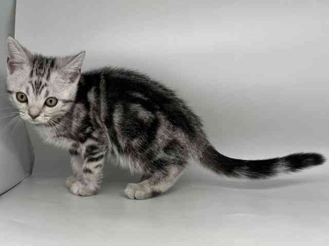 徳島県のアメリカンショートヘアー (ひごペットフレンドリーゆめタウン徳島店/2025年11月17日生まれ/男の子/シルバータビー)の子猫の2枚目の画像