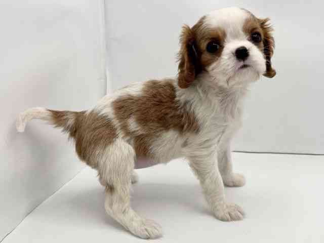 兵庫県のキャバリアキングチャールズスパニエル (ひごペットフレンドリークラウンパーク伊丹店/2025年11月14日生まれ/女の子/ブレンハイム)の子犬の2枚目の画像