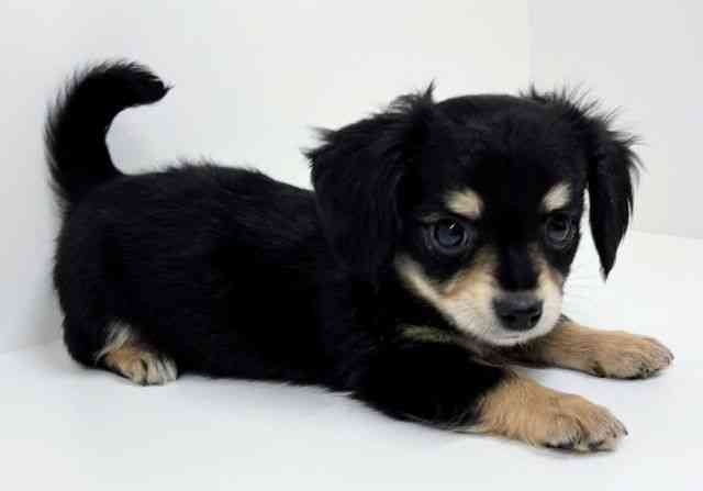 福岡県のチワックス(チワワ×ダックス) (ひごペットフレンドリーリバーウォーク北九州店/2025年11月15日生まれ/男の子/ブラックタン)の子犬の2枚目の画像