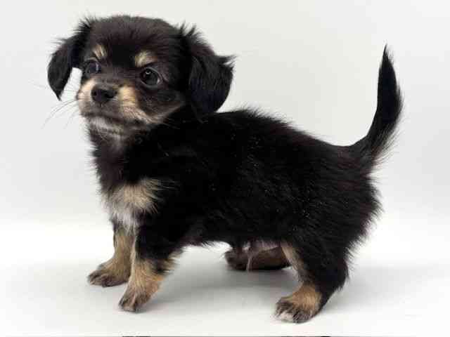 大阪府のチワックス(チワワ×ダックス) (ひごペットフレンドリーみのおキューズモール店/2025年11月17日生まれ/男の子/ブラックタン)の子犬の2枚目の画像