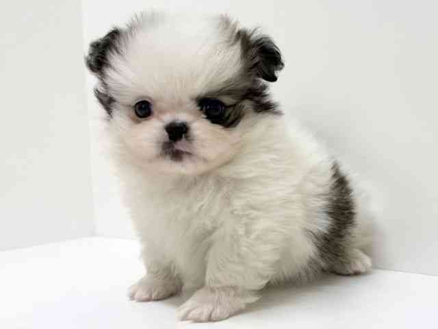 大阪府のペキポメ/ポメペキ(ペキニーズ×ポメラニアン) (ひごペットフレンドリーくずはモール店/2025年11月17日生まれ/男の子/パーティーカラー)の子犬の2枚目の画像