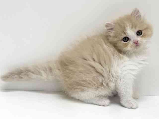 大阪府のスコティッシュフォールド (ひごペットフレンドリーくずはモール店/2025年11月15日生まれ/男の子/クリームタビーホワイト)の子猫の2枚目の画像