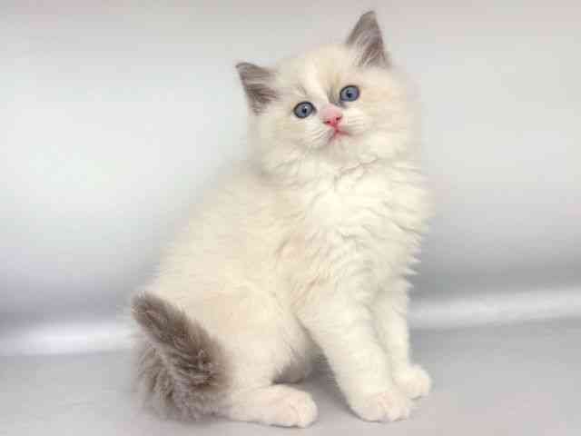 大阪府のラグドール (ひごペットフレンドリー岸和田店/2025年11月18日生まれ/男の子/ブルーポイントバイカラー)の子猫の2枚目の画像