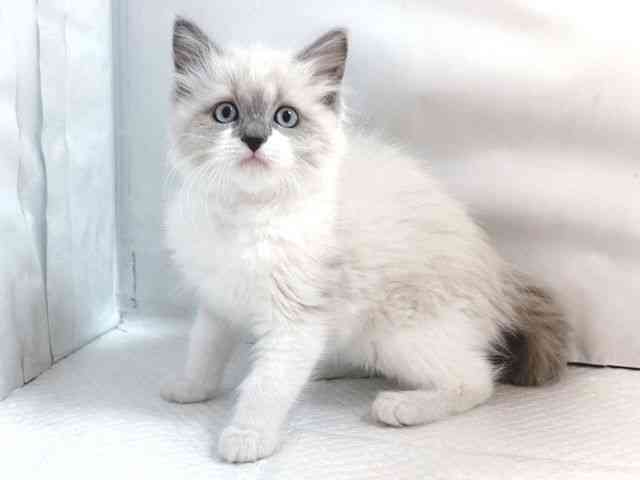 大阪府のラグドール (ひごペットフレンドリー堺プラットプラット店/2025年11月18日生まれ/女の子/ブルーポイント)の子猫の2枚目の画像