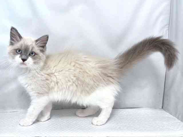 大阪府のラグドール (ひごペットフレンドリー堺プラットプラット店/2025年11月18日生まれ/女の子/ブルーポイント)の子猫の2枚目の画像