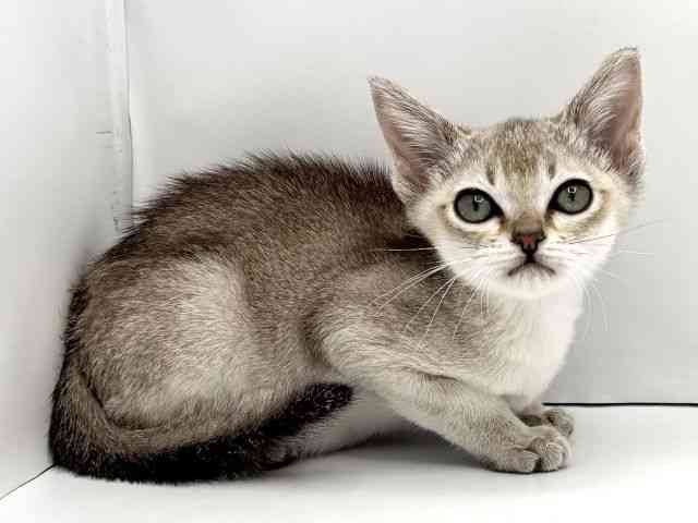 兵庫県のシンガプーラ (ひごペットフレンドリークラウンパーク伊丹店/2025年10月25日生まれ/男の子/セピアアグーティ)の子猫の2枚目の画像