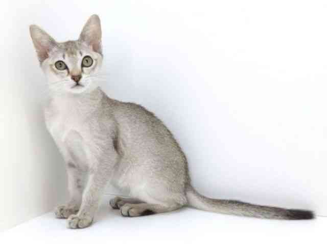 大阪府のシンガプーラ (ひごペットフレンドリーいこらもーる泉佐野店/2025年10月25日生まれ/男の子/セピアアグーティ)の子猫の2枚目の画像