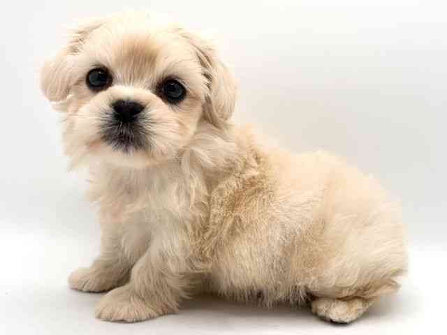 奈良県のペキマル/マルペキ(ペキニーズ×マルチーズ) (ひごペットフレンドリー田原本店/2025年11月16日生まれ/男の子/クリーム)の子犬の2枚目の画像