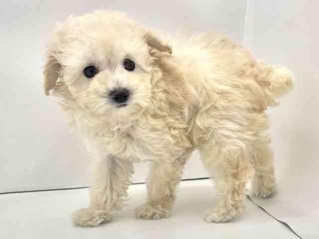 兵庫県のトイプードル(トイ) (ひごペットフレンドリークラウンパーク伊丹店/2025年11月16日生まれ/女の子/ペールフォーン)の子犬の2枚目の画像