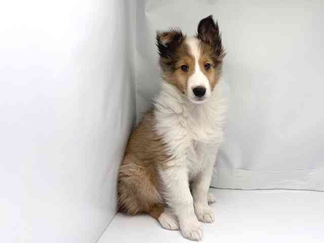 京都府のシェットランドシープドッグ (ひごペットフレンドリー洛北阪急スクエア店/2025年11月16日生まれ/男の子/セーブルホワイト)の子犬の2枚目の画像