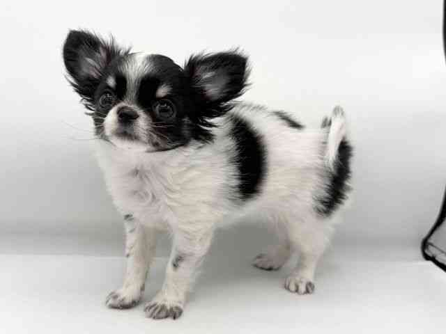 大阪府のチワワ(ロング) (ひごペットフレンドリーららぽーとEXPOCITY店/2025年11月16日生まれ/女の子/ホワイトブラックタン)の子犬の2枚目の画像