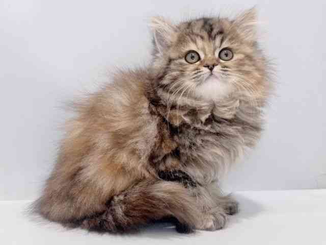 大阪府のスコティッシュフォールド (ひごペットフレンドリーイズミヤショッピングセンター千里丘店/2025年11月16日生まれ/女の子/ブラウンパッチドタビー)の子猫の2枚目の画像