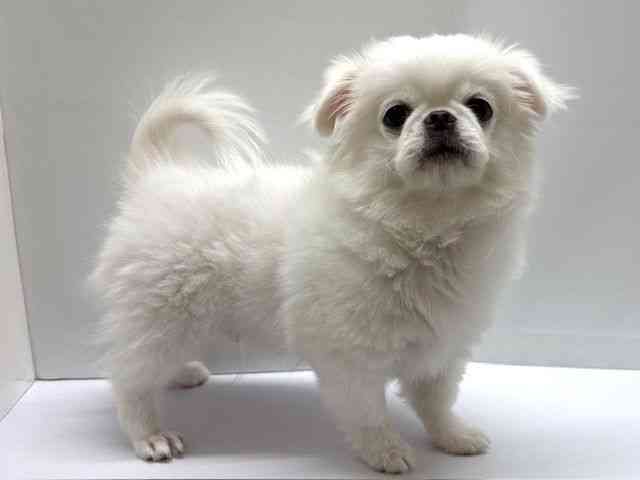 大阪府のチワペキ/ペキチー/ペキチワ(チワワ×ペキニーズ) (ひごペットフレンドリーベルファⅡ都島店/2025年11月18日生まれ/男の子/ホワイト＆ライトベージュ)の子犬の2枚目の画像