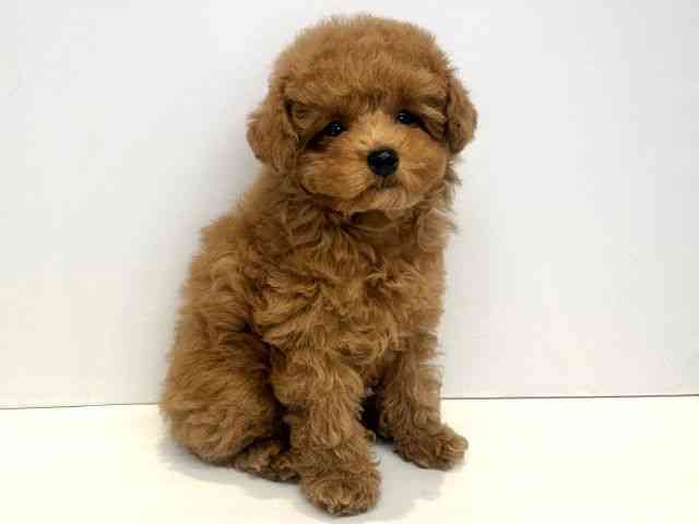 大阪府のトイプードル(トイ) (ひごペットフレンドリーセブンパーク天美店/2025年11月16日生まれ/男の子/レッドフォーン)の子犬の2枚目の画像