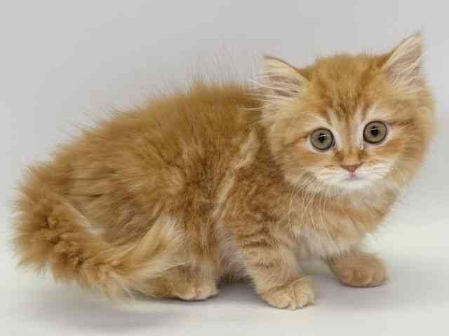 大阪府のマンチカン (ひごペットフレンドリー瓜破店/2025年11月15日生まれ/男の子/レッドタビー)の子猫の2枚目の画像