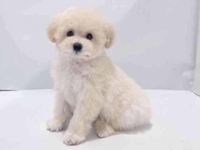 大阪府のトイプードル(トイ) (ひごペットフレンドリーイズミヤショッピングセンター千里丘店/2025年11月13日生まれ/男の子/ホワイト)の子犬の2枚目の画像