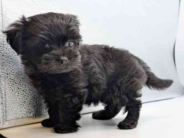 香川県のチワプー/プーチー(チワワ×プードル) (ひごペットフレンドリーゆめタウン高松店/2025年11月18日生まれ/女の子/ブラック)の子犬の2枚目の画像