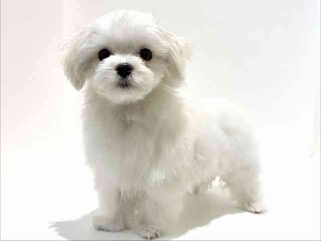 大阪府のマルチーズ (ひごペットフレンドリーイオン高槻店/2025年11月18日生まれ/男の子/ホワイト)の子犬の2枚目の画像