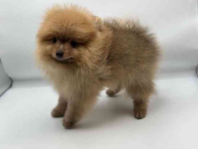 香川県のポメラニアン (ひごペットフレンドリーゆめタウン高松店/2025年11月19日生まれ/男の子/オレンジ)の子犬の2枚目の画像