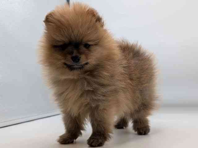 香川県のポメラニアン (ひごペットフレンドリーゆめタウン高松店/2025年11月19日生まれ/男の子/オレンジ)の子犬の2枚目の画像