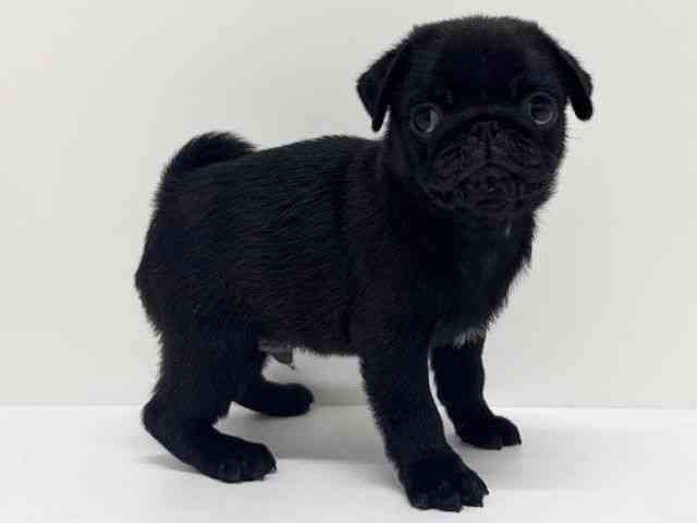 大阪府のパグ (ひごペットフレンドリーくずはモール店/2025年11月20日生まれ/男の子/ブラック)の子犬の2枚目の画像