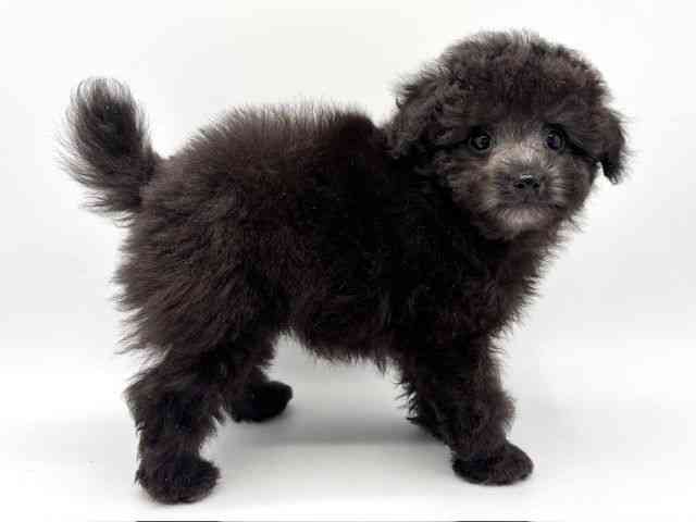 大阪府のトイプードル(トイ) (ひごペットフレンドリーみのおキューズモール店/2025年11月16日生まれ/男の子/グレー)の子犬の2枚目の画像