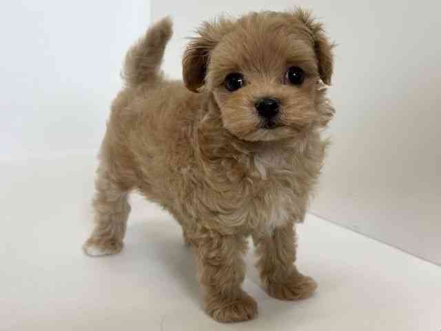 大阪府のハーフ犬・ミックス犬 (ひごペットフレンドリーアクロスプラザ住之江店/2025年11月19日生まれ/女の子/アプリコット)の子犬の2枚目の画像