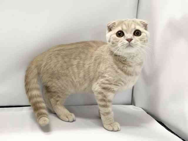 愛媛県のスコティッシュフォールド (ひごペットフレンドリーイオンモール今治新都市店/2025年11月15日生まれ/男の子/クリームタビー)の子猫の2枚目の画像