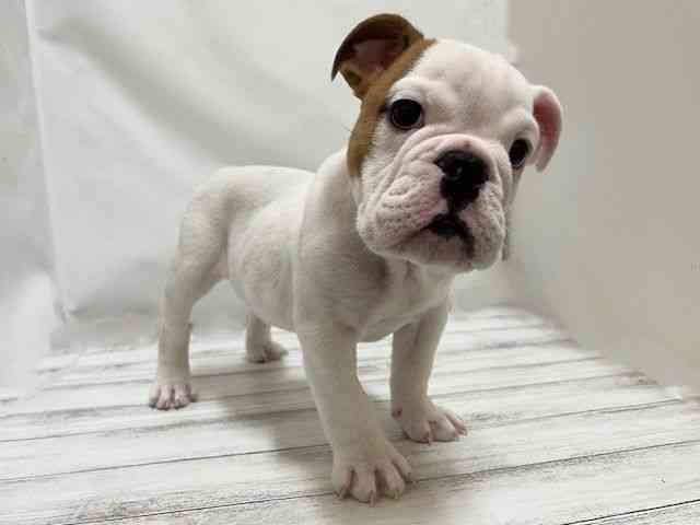 和歌山県のブルドッグ (ひごペットフレンドリーパームシティ和歌山店/2025年11月20日生まれ/男の子/ホワイトレッド)の子犬の2枚目の画像