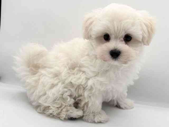 島根県のマルプー(マルチーズ×プードル) (ひごペットフレンドリーイオン松江ショッピングセンター店/2025年11月20日生まれ/男の子/クリームホワイト)の子犬の2枚目の画像