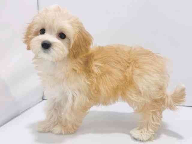 大阪府のマルプー(マルチーズ×プードル) (ひごペットフレンドリーイズミヤショッピングセンター千里丘店/2025年11月19日生まれ/女の子/アプリコット)の子犬の2枚目の画像