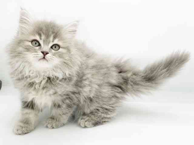 兵庫県のラガマフィン (ひごペットフレンドリーコロワ甲子園店/2025年11月23日生まれ/男の子/ブルータビー)の子猫の2枚目の画像