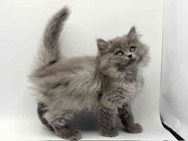 大阪府のラガマフィン (ひごペットフレンドリーみのおキューズモール店/2025年11月23日生まれ/男の子/ブルータビー)の子猫の2枚目の画像