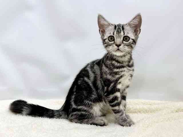 広島県のアメリカンショートヘアー (ひごペットフレンドリーゆめタウン廿日市店/2025年11月22日生まれ/女の子/シルバータビー)の子猫の2枚目の画像