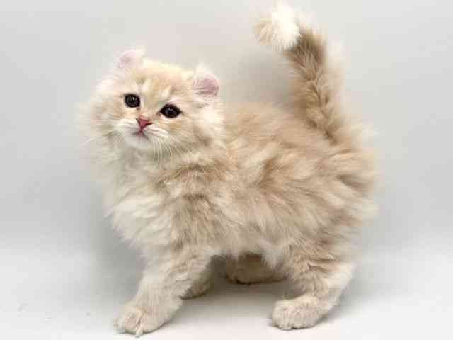 大阪府のアメリカンカール (ひごペットフレンドリーみのおキューズモール店/2025年11月12日生まれ/男の子/クリームタビーホワイト)の子猫の2枚目の画像