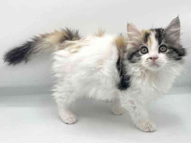 大阪府のサイベリアン (ひごペットフレンドリーららぽーとEXPOCITY店/2025年11月22日生まれ/女の子/キャリコ)の子猫の2枚目の画像