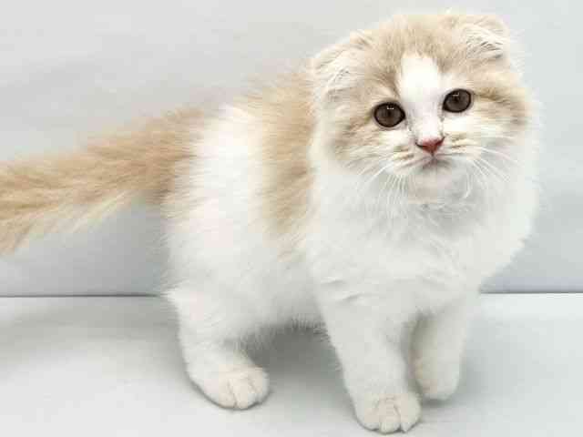 大阪府のスコティッシュフォールド (ひごペットフレンドリーイトーヨーカドー津久野店/2025年11月22日生まれ/女の子/カメオホワイト)の子猫の2枚目の画像