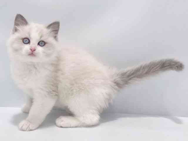 大阪府のラグドール (ひごペットフレンドリーイズミヤショッピングセンター千里丘店/2025年11月20日生まれ/男の子/ブルーポイントバイカラー)の子猫の2枚目の画像