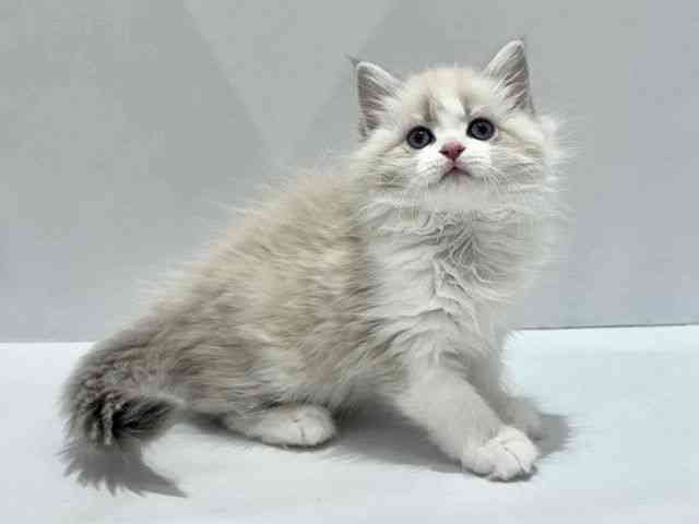 大阪府のネヴァマスカレード (ひごペットフレンドリーセブンパーク天美店/2025年11月21日生まれ/女の子/ブルーリンクスポイントホワイト)の子猫の2枚目の画像