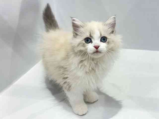 大阪府のネヴァマスカレード (ひごペットフレンドリーセブンパーク天美店/2025年11月21日生まれ/女の子/ブルーリンクスポイントホワイト)の子猫の2枚目の画像