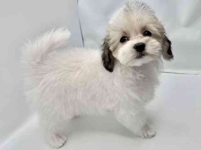 大阪府のマルプー(マルチーズ×プードル) (ひごペットフレンドリーみのおキューズモール店/2025年11月20日生まれ/女の子/パーティーカラー)の子犬の2枚目の画像