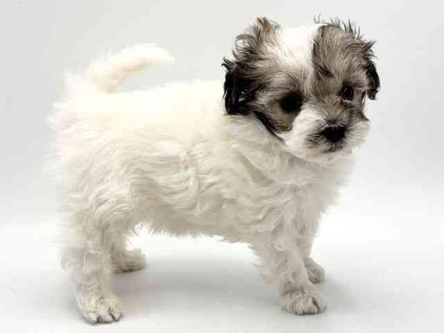 大阪府のマルプー(マルチーズ×プードル) (ひごペットフレンドリーみのおキューズモール店/2025年11月20日生まれ/女の子/パーティーカラー)の子犬の2枚目の画像